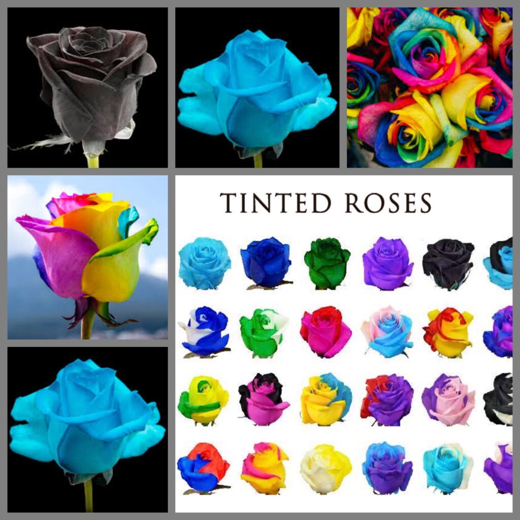 ROSES TINTED COLORS – Al Tulu Flora WLL